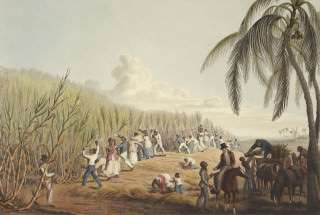 アンティグア島でサトウキビを刈り取る奴隷達 1823年